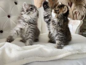 Perserbabys mit Nase