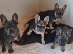 Französische Bulldoggen   Welpen