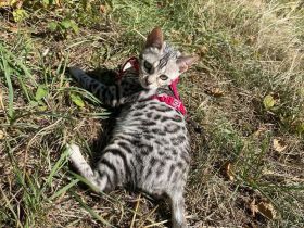 Wunderschöne Bengalen mit Stammbaum