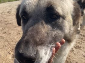 Orlando, geb. ca. 10/2018, lebt in GRIECHENLAND, auf einem Gelände