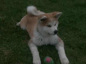 Japanische Akita Inu Welpe mit Pedigree