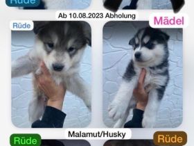 Husky Malamut Welpen suchen neue Wohnung