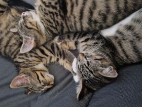 Katzenbabys Maikätzchen Babykatzen