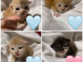 Maine coon Kitten ab Oktober rot und glückskatze