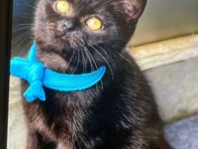 BKH Kater Reinrassig Dunkelbraun