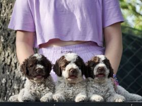 Lagotto Romagnolo Welpen