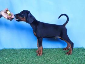 Dobermann welpen