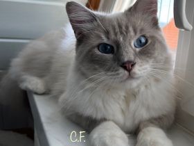 Ragdolls vom Heißen Bäumchen