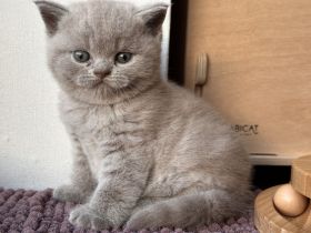 Britisch Kurzhaar BKH Kitten Käzchen mit Stammbaum