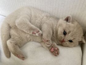 Britisch Kurzhaar BKH Kitten Käzchen mit Stammbaum
