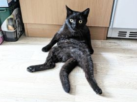 Katzen Geschwisterpaar