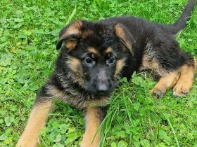 Deutsche Schäferhund Welpen