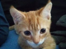 5 baby Katzen zu verkaufen