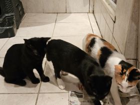 2 Süße Katzen Babys in liebevolle Hände abzugeben .