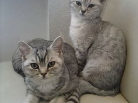 BKH Katzen abzugeben