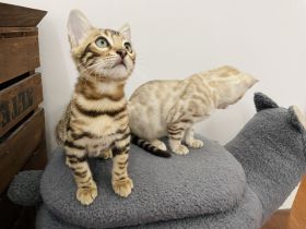 2 Bengal Kitten (Kater) 14 Wochen Snow Mink & Brown vom Züchter