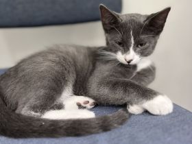 Russischer karthäuser Kater abzugeben