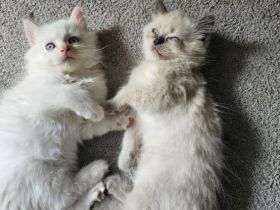 Zuckersüß Kitten 🥰