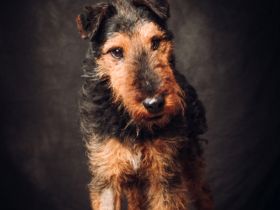 Tequila, sportlicher, aktiver, verspielter Airdale-Terrier Mix sucht passendes, erfahrenes Zuhause