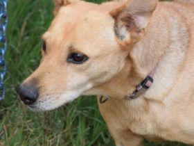 Rosi, schüchterne, nette Seniorin sucht erfahrenes Zuhause