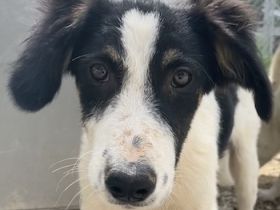 Marvel, geb. ca. 05/2022, lebt in GRIECHENLAND, im städt. Tierheim Serres