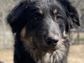 Marcello, geb. ca. 04/2022, lebt in GRIECHENLAND, auf einer privaten Pflegestelle