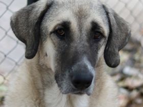 Little Pumpkin, geb. ca. 11/2021, lebt in GRIECHENLAND, im städt. Tierheim Serres