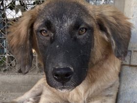 Lacasito, geb. ca. 01/2022, lebt in GRIECHENLAND, im städt. Tierheim Serres