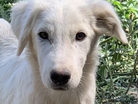 Hoss, geb. ca. 04/2022, lebt in GRIECHENLAND, im städt. Tierheim Serres