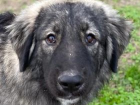 Henry, geb. ca. 11/2021, lebt in GRIECHENLAND, im städt. Tierheim Serres