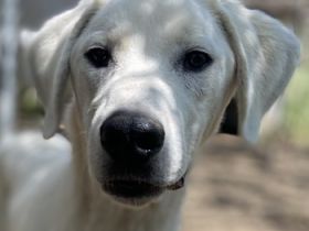 Hasko, geb. ca. 12/2021, lebt in GRIECHENLAND, auf einer privaten Pflegestelle