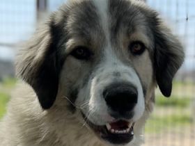 Gomez, geb. ca. 03/2021, lebt in GRIECHENLAND, im städt. Tierheim Serres