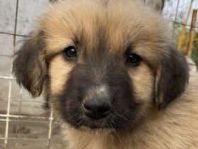 Goku, geb. ca. 08/2022, lebt in GRIECHENLAND, auf einer privaten Pflegestelle