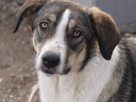 Dios, geb. ca. 05/2022, lebt in GRIECHENLAND, im städt. Tierheim Serres