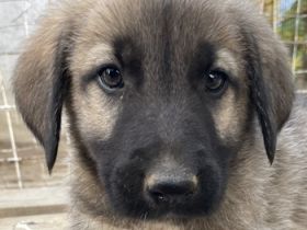 Cosy, geb. ca. 08/2022, lebt in GRIECHENLAND, auf einer privaten Pflegestelle