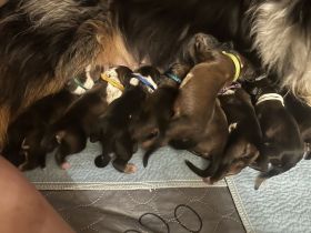 Wäller Welpen suchen ein passendes liebevolles Zuhause