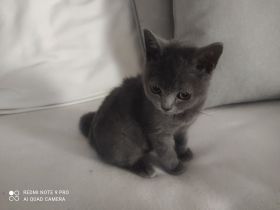 3 BKH Kitten , 2 Graue + 1 Schwarze