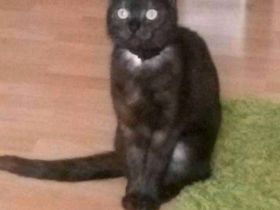 Katzendame und Kater suchen ein neues liebevolles Zuhause