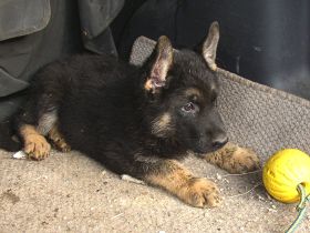 Deutsche Schäferhund Welpen mit Pap.
