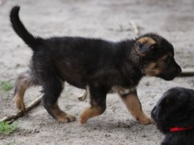 5 kleine Entdecker möchten in die große Welt