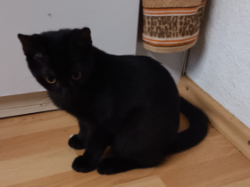 Kater sucht neues Zuhause