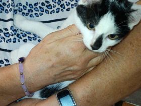 Katzenkinder suchen neues Zuhause