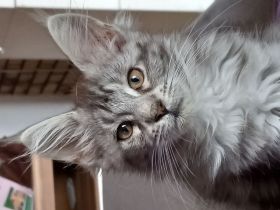 Maine Coon mit Stammbaum
