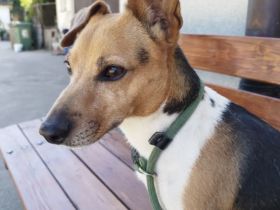 Emma - Besuchbar in 68799 Reilingen