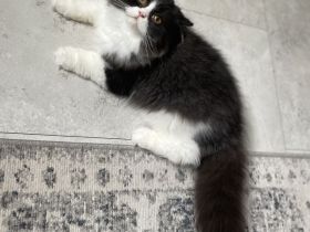 Britisch kurzhaar langhaar bkh kitten Babys mit Stammbaum