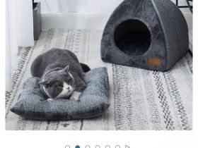 Liebevoller EKH/BKH kater abzugeben