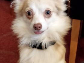 Reinrassiger Chihuahuarüde sucht neues Körbchen