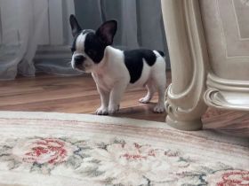 Französische Bulldoggen Welpen