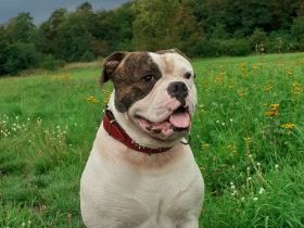 Biete unseren reinrassigen OEB mit Ahnentafel als Deckrüde an.