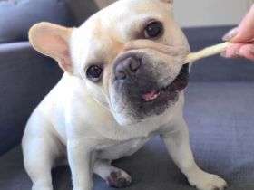 Männlicher Welpe der französischen Bulldogge